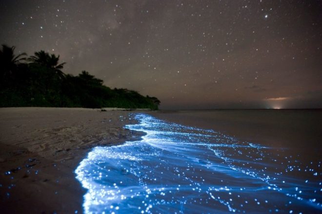 Sea Stars-Vaadhoo-Island-Maldives