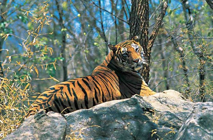 Wildlife-sanctuaries-In-Kerala