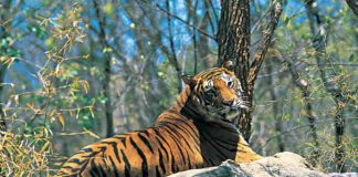 Wildlife-sanctuaries-In-Kerala